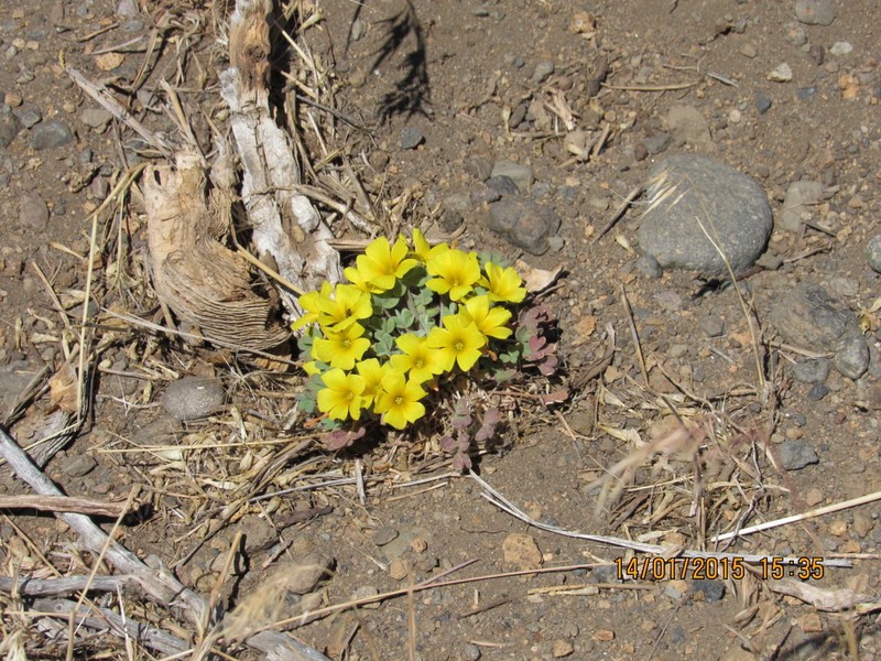 Oxalis nahuelhuapiensis photo 3