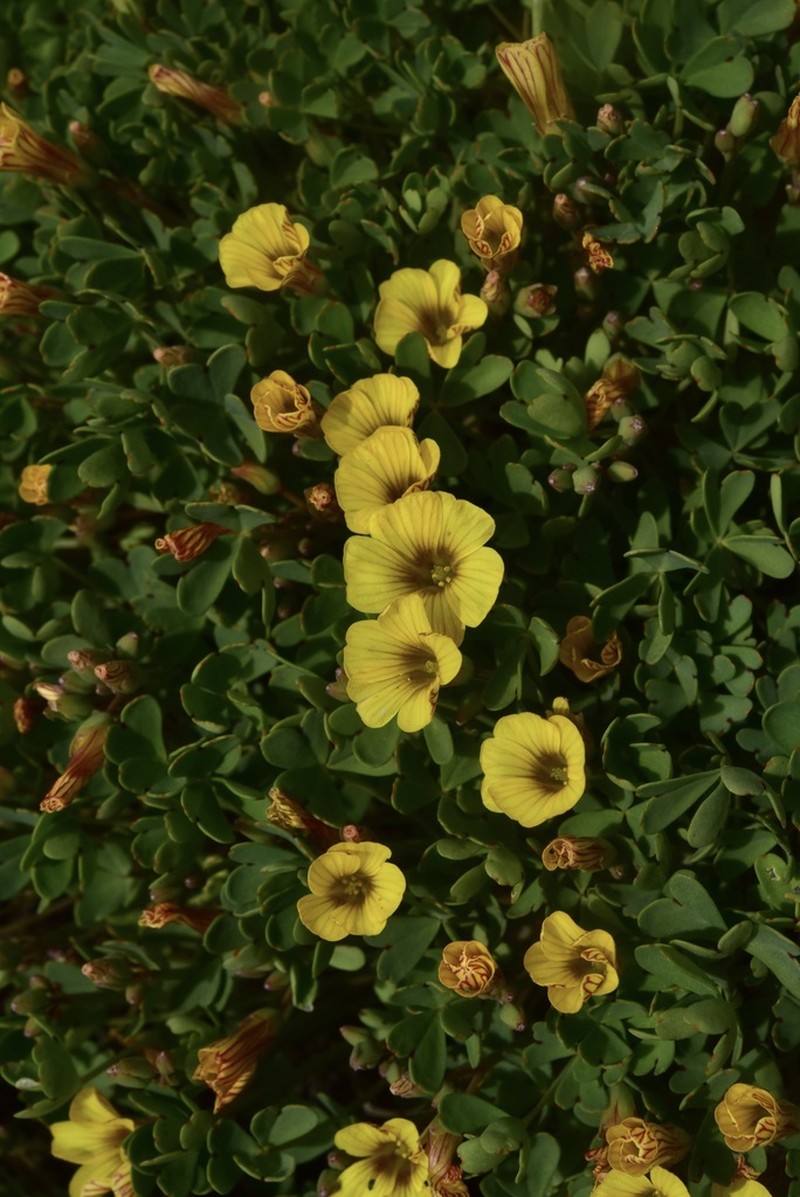 Oxalis nahuelhuapiensis photo 4