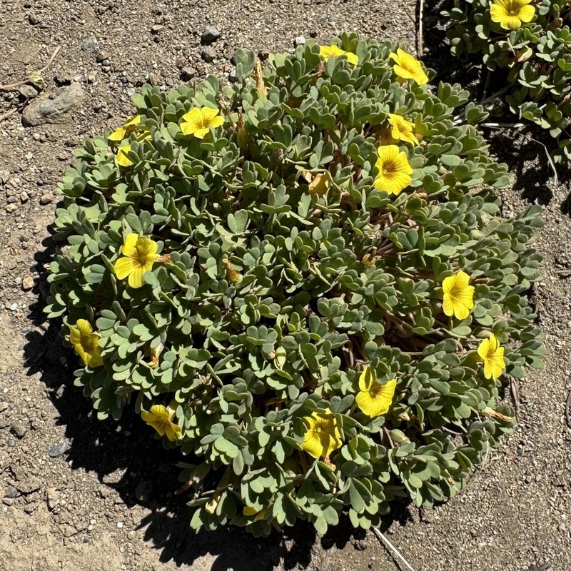 Oxalis nahuelhuapiensis photo 5