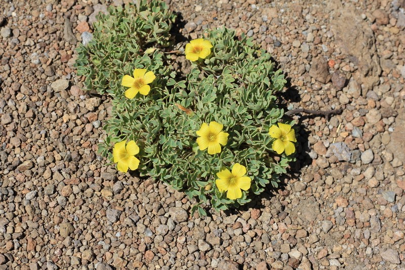 Oxalis nahuelhuapiensis photo 6