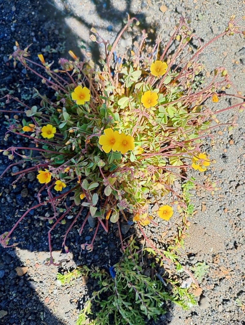 Oxalis nahuelhuapiensis photo 7