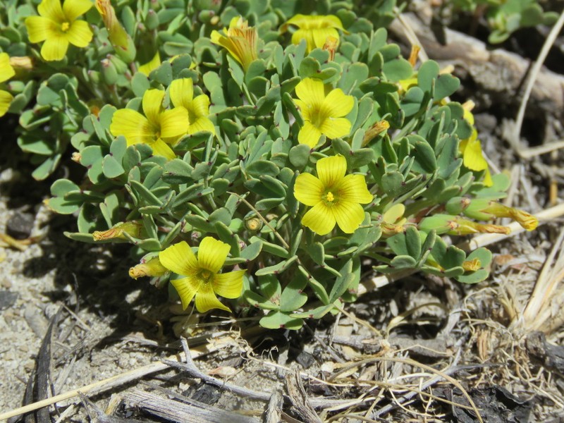 Oxalis nahuelhuapiensis photo 8