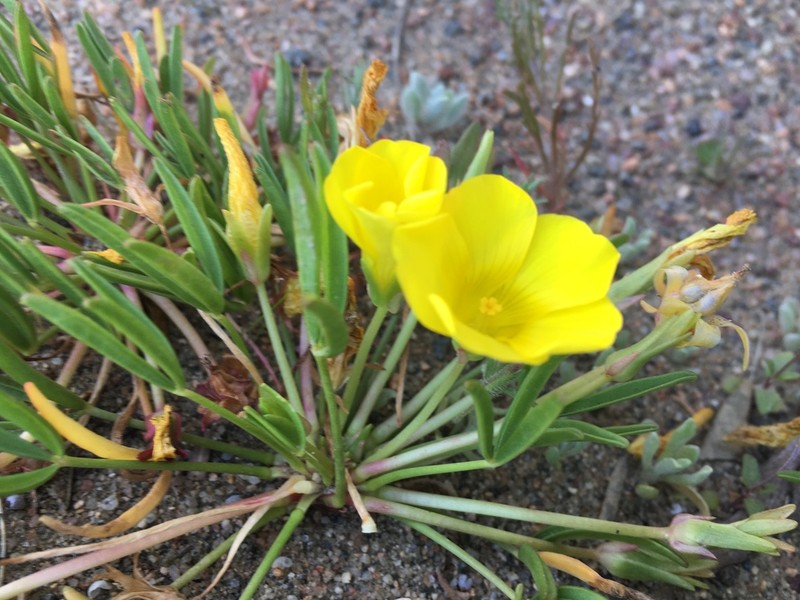 Oxalis namaquana photo 2