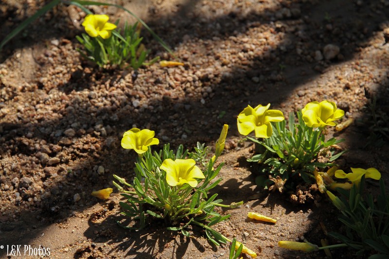 Oxalis namaquana photo 3
