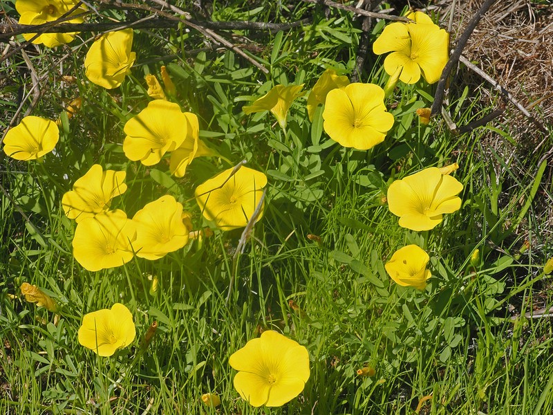 Oxalis namaquana photo 4