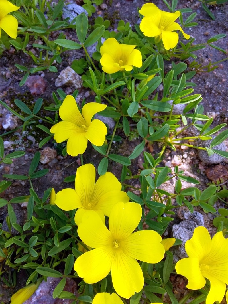 Oxalis namaquana photo 5