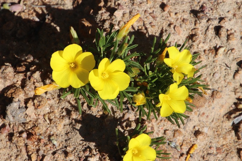 Oxalis namaquana photo 6
