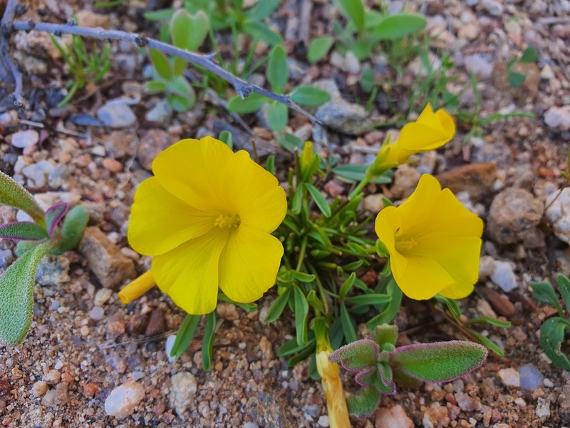 Oxalis namaquana photo 7
