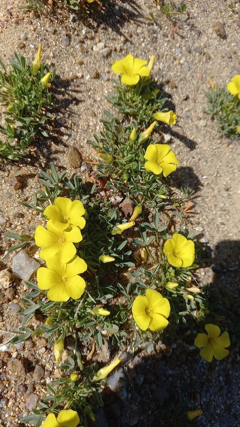 Oxalis namaquana photo 8