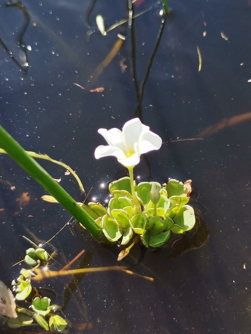Oxalis natans