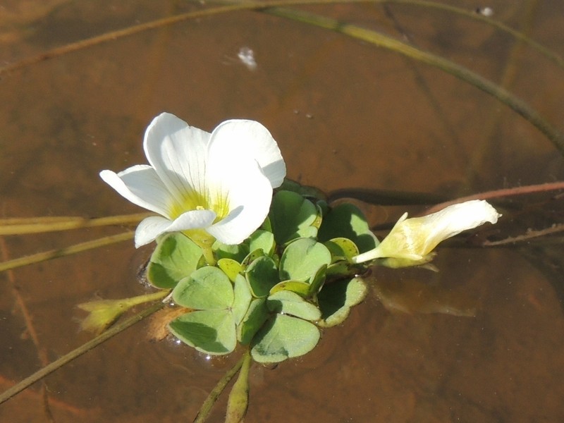 Oxalis natans photo 2