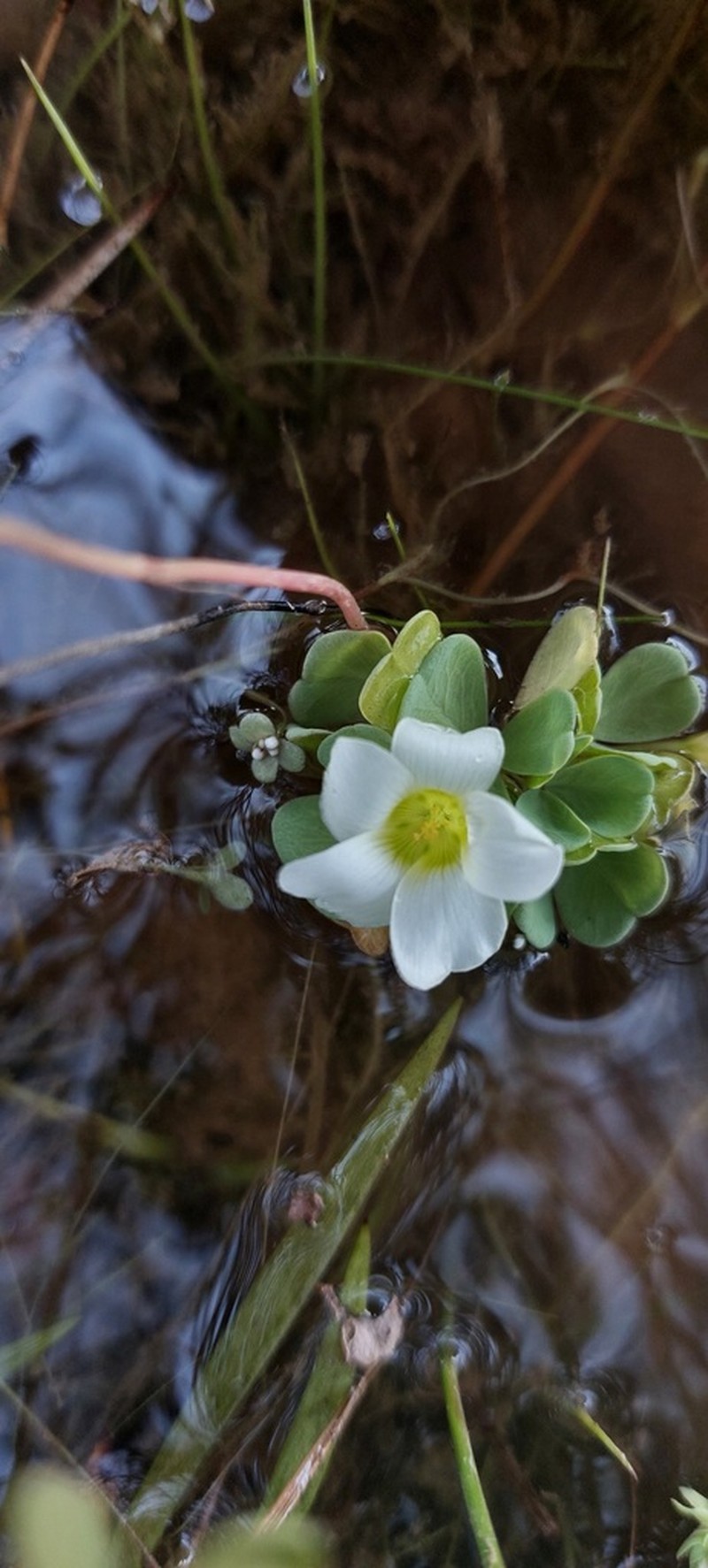 Oxalis natans photo 3