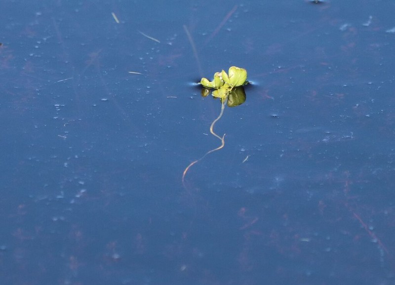 Oxalis natans photo 4