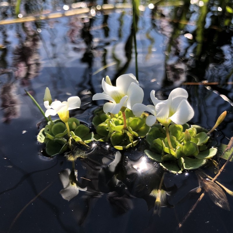 Oxalis natans photo 5