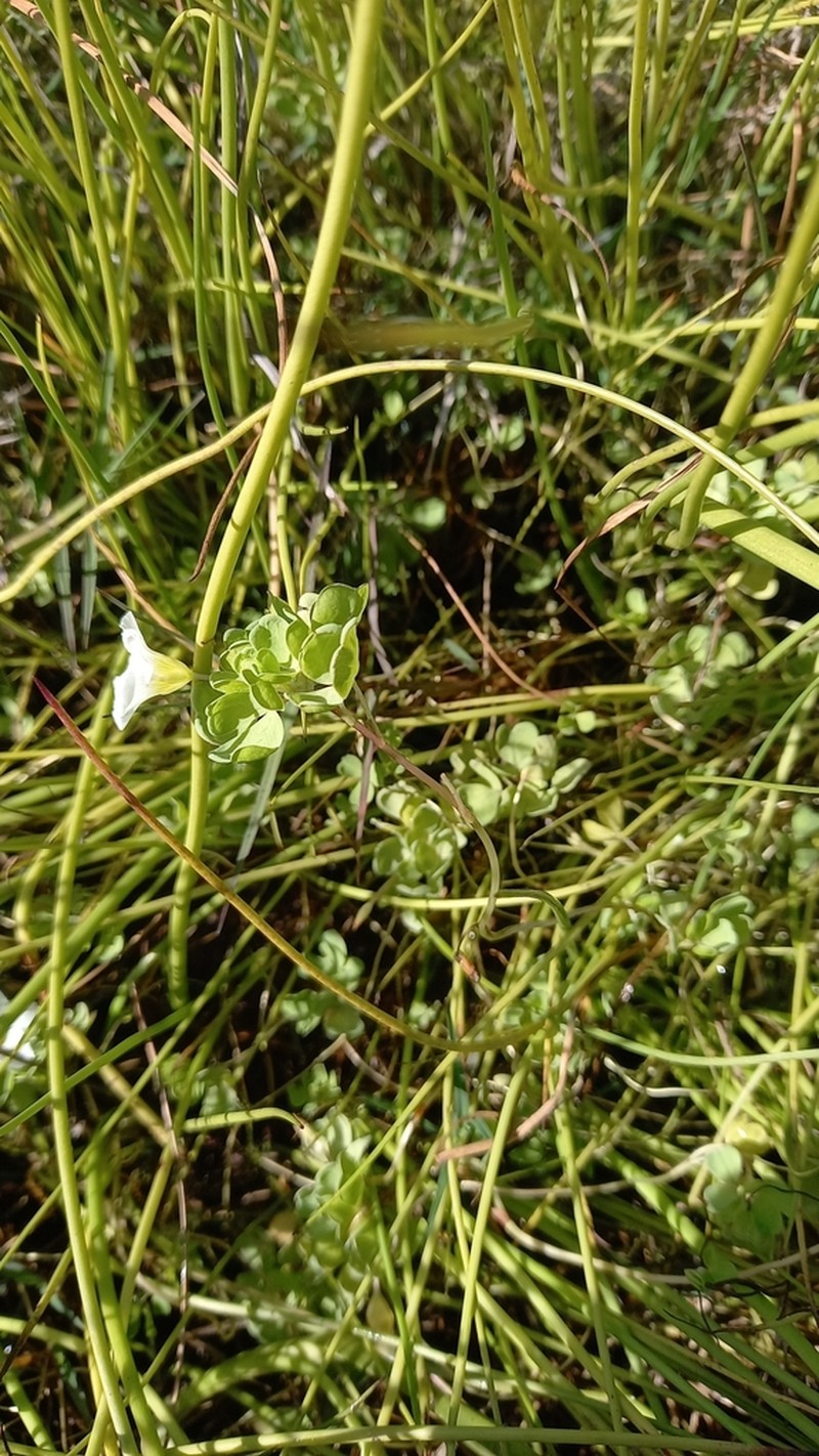 Oxalis natans photo 6
