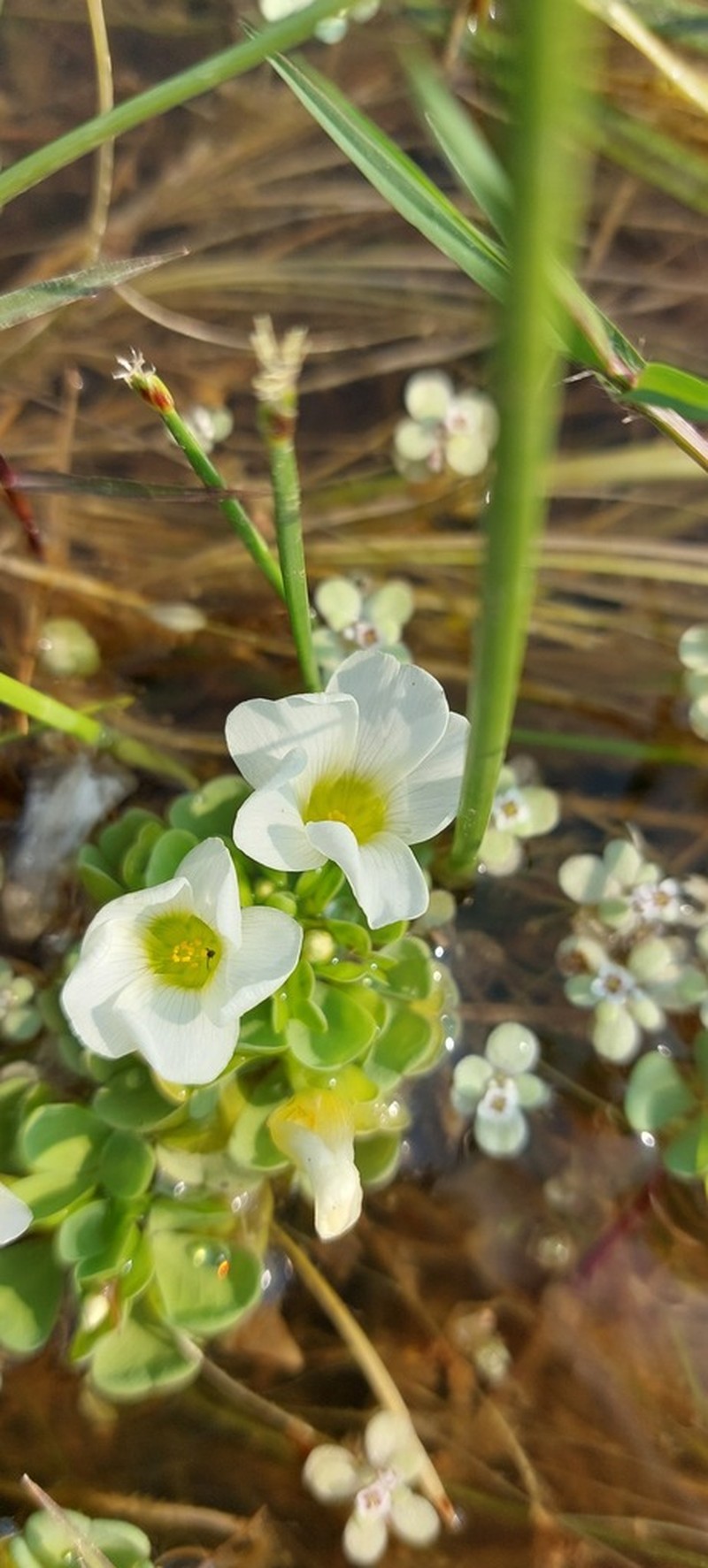 Oxalis natans photo 7