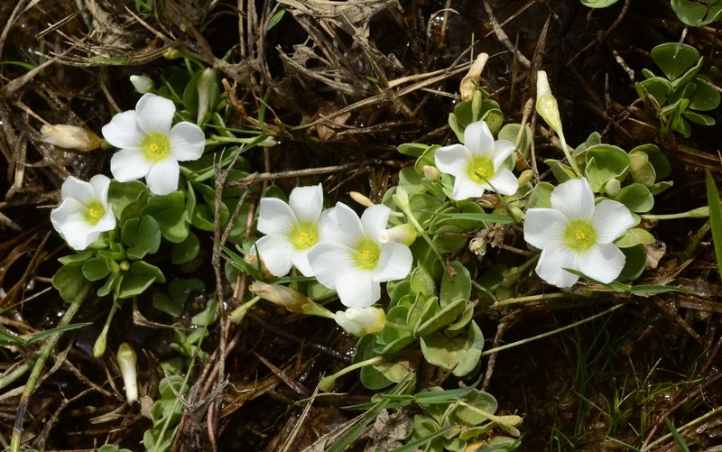 Oxalis natans photo 8