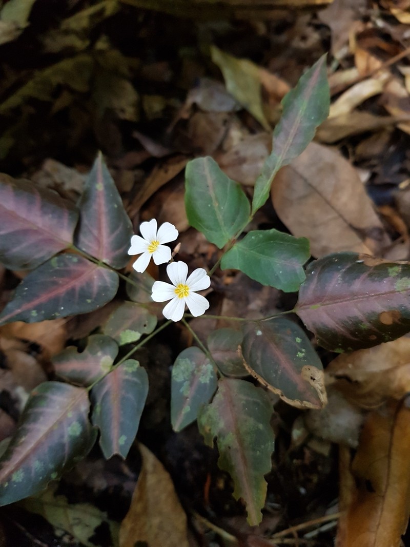 Oxalis neuwiedii