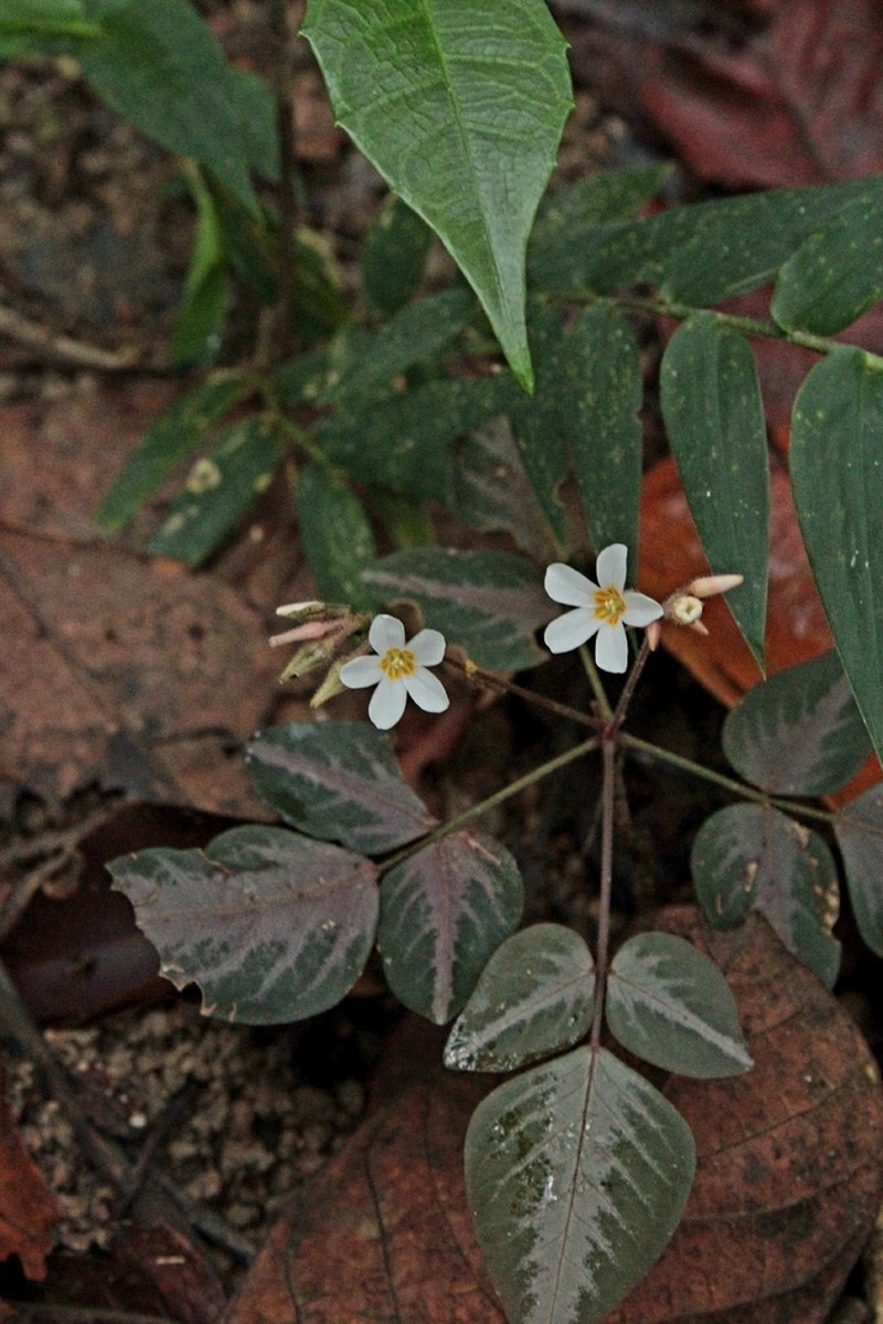 Oxalis neuwiedii photo 2