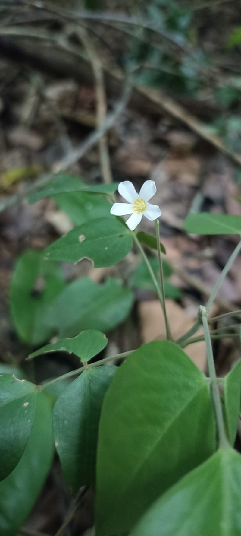 Oxalis neuwiedii photo 3