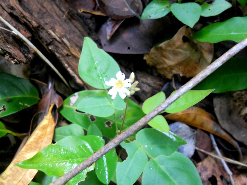 Oxalis neuwiedii photo 4