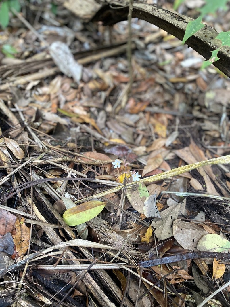Oxalis neuwiedii photo 5