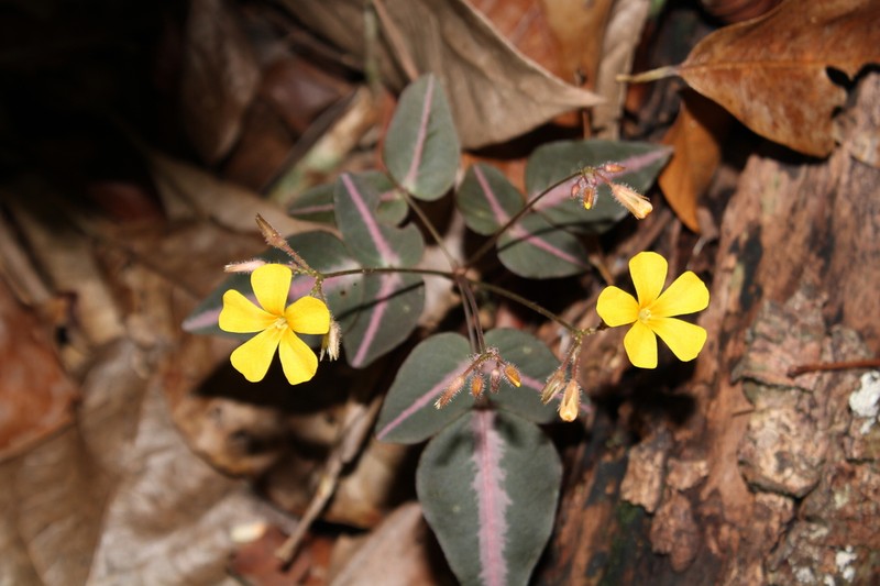 Oxalis neuwiedii photo 6
