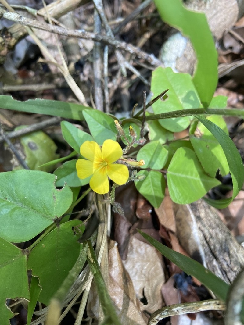 Oxalis neuwiedii photo 8
