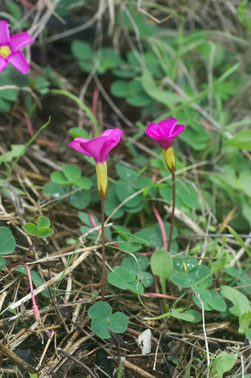 Oxalis nidulans