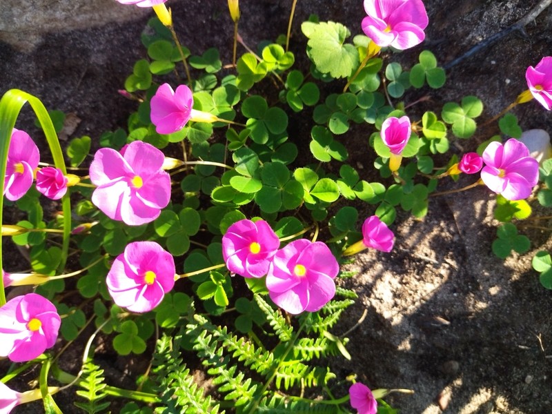 Oxalis nidulans photo 2