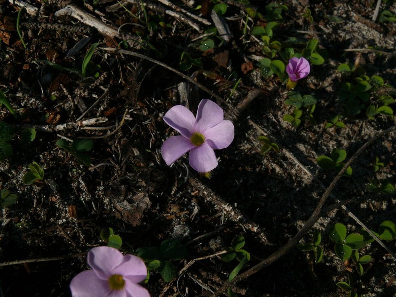 Oxalis nidulans photo 3