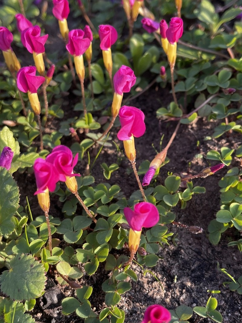 Oxalis nidulans photo 4