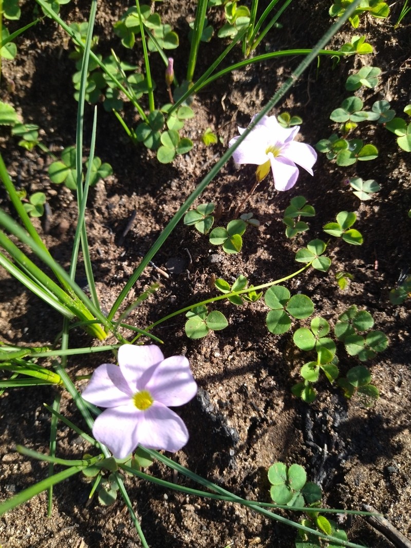Oxalis nidulans photo 5