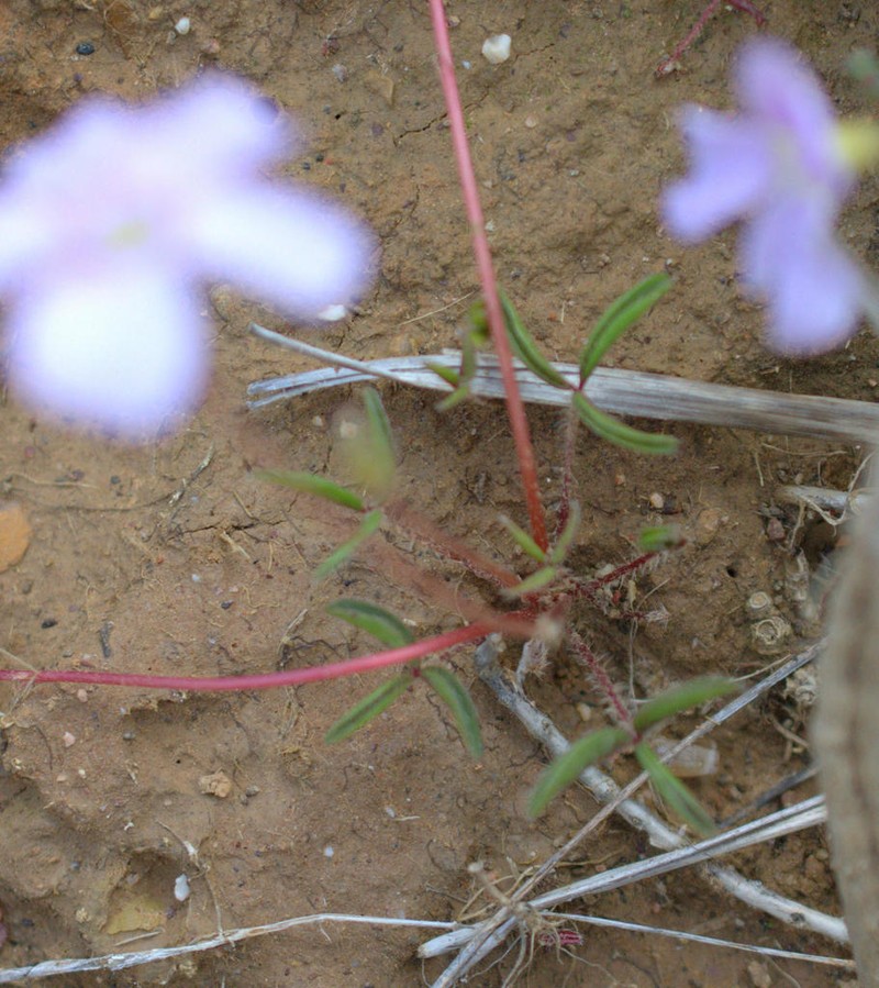 Oxalis nidulans photo 6