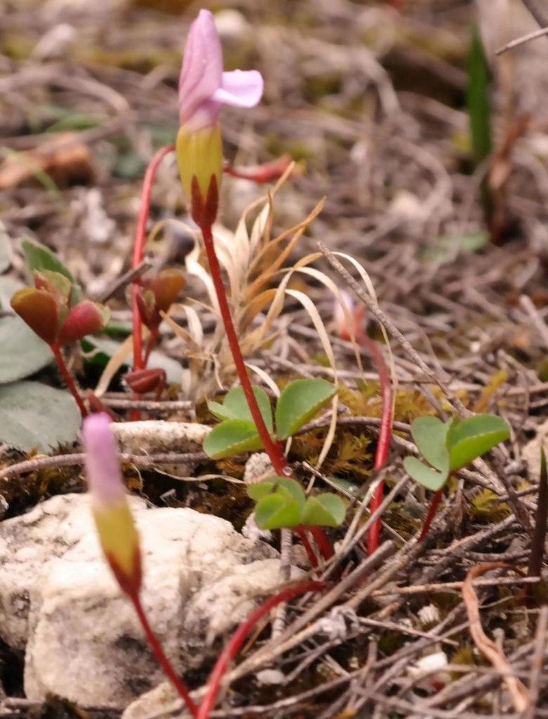 Oxalis nidulans photo 7