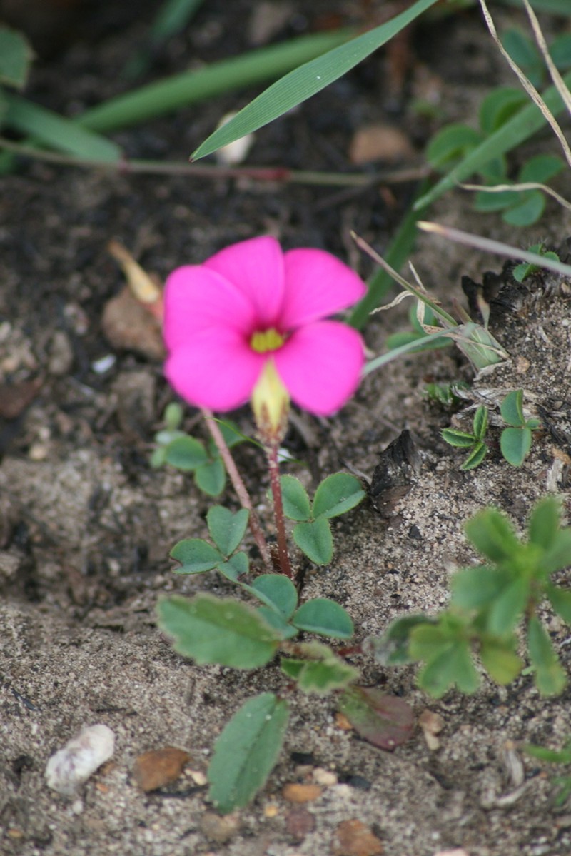 Oxalis nidulans photo 8