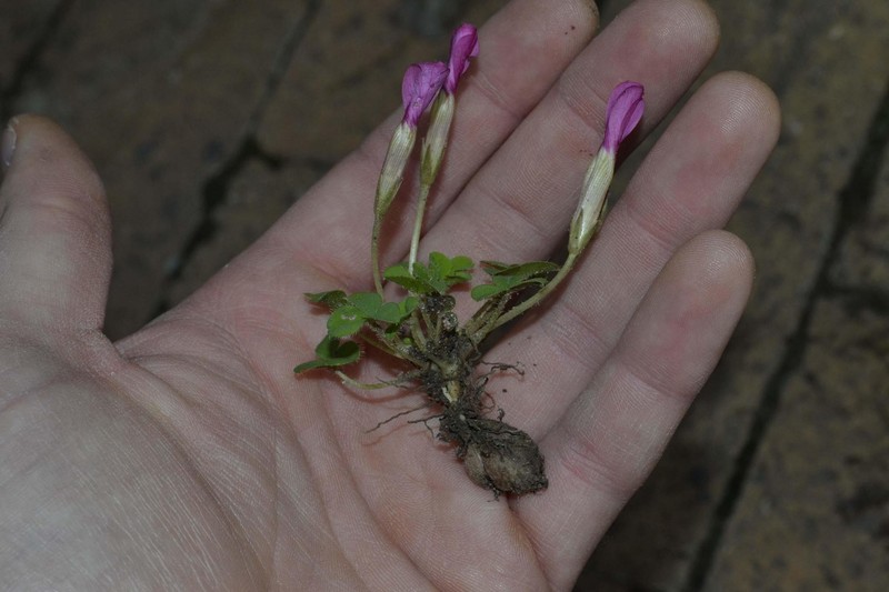 Oxalis nidulans var. denticulata