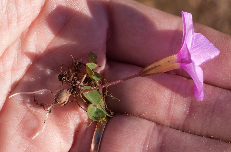 Oxalis nidulans var. denticulata photo 2