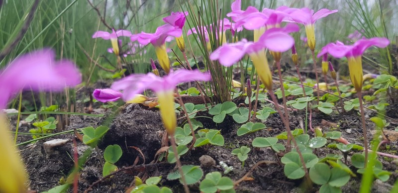Oxalis nidulans var. nidulans