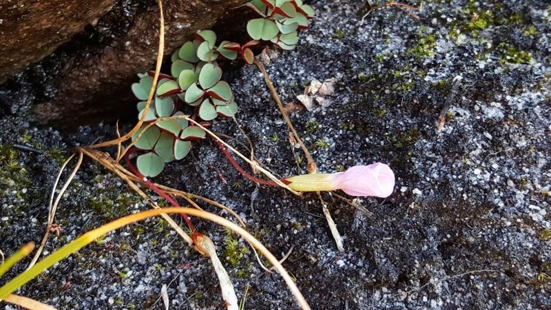 Oxalis nidulans var. nidulans photo 3