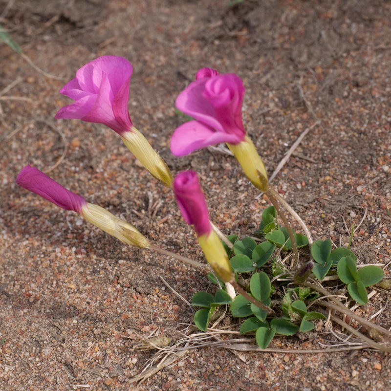 Oxalis nidulans var. nidulans photo 4