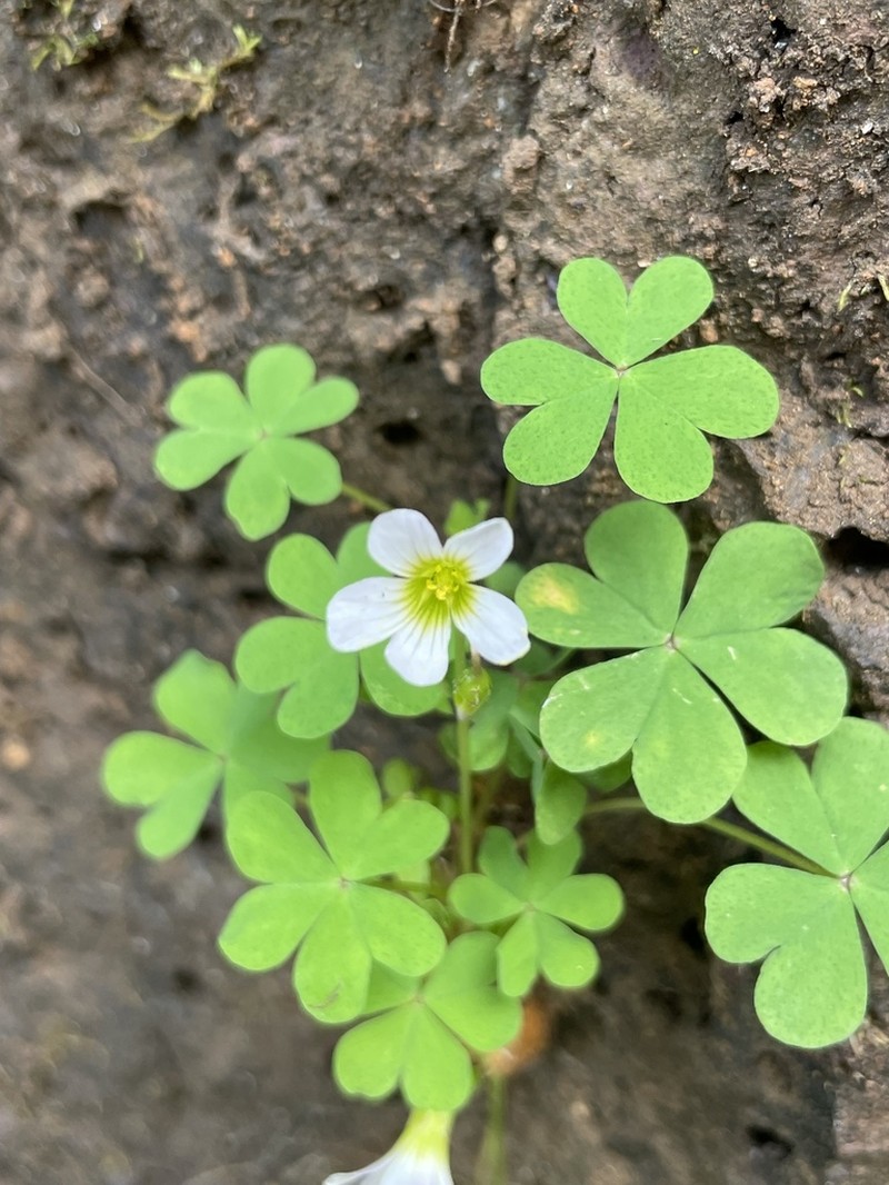 Oxalis niederleiniana