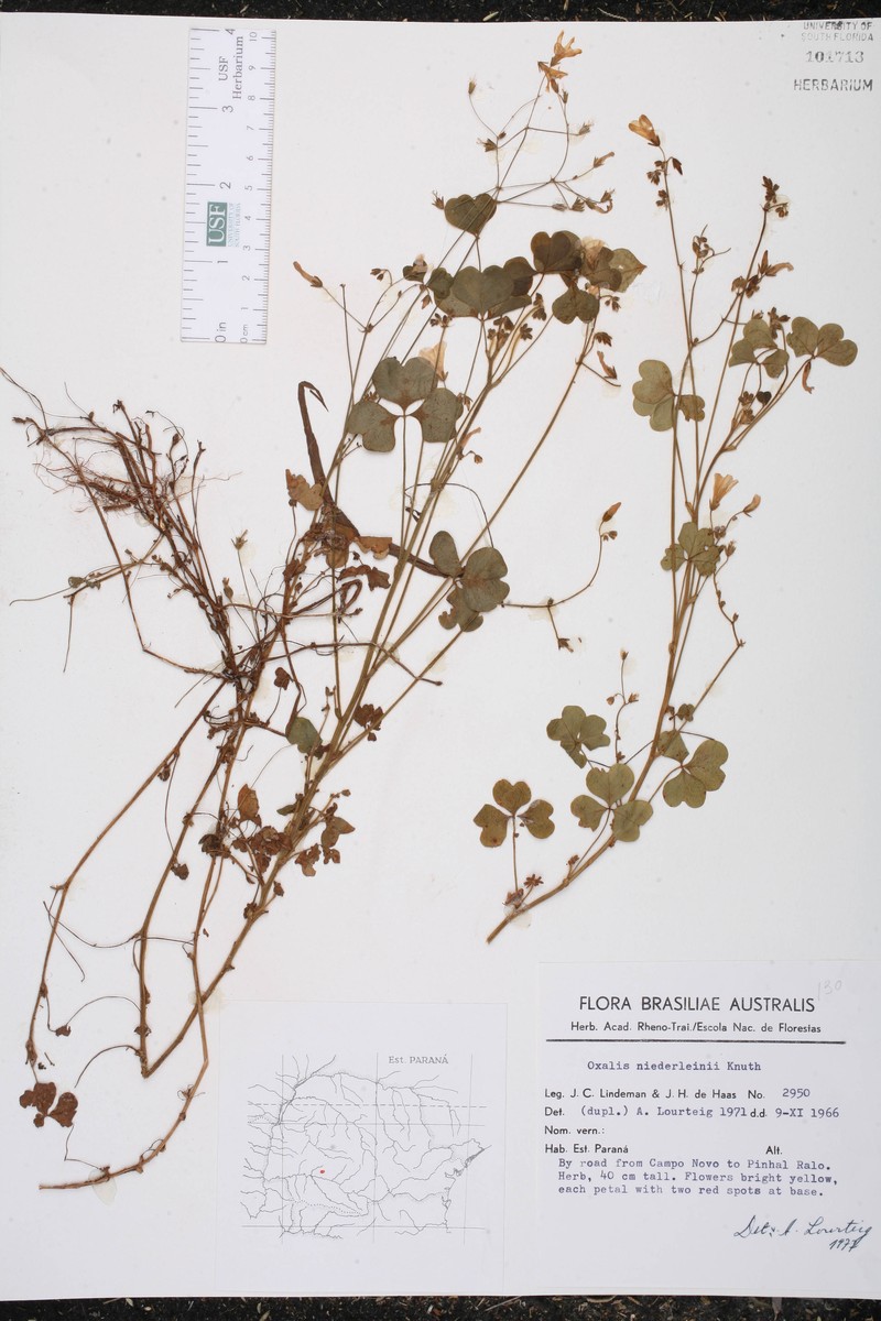 Oxalis niederleiniana photo 2