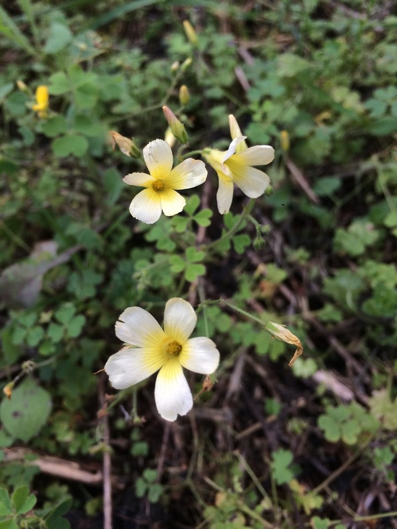 Oxalis niederleinii