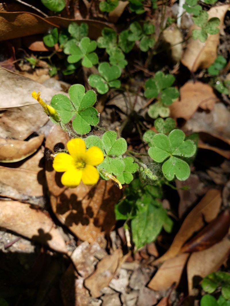 Oxalis niederleinii photo 2