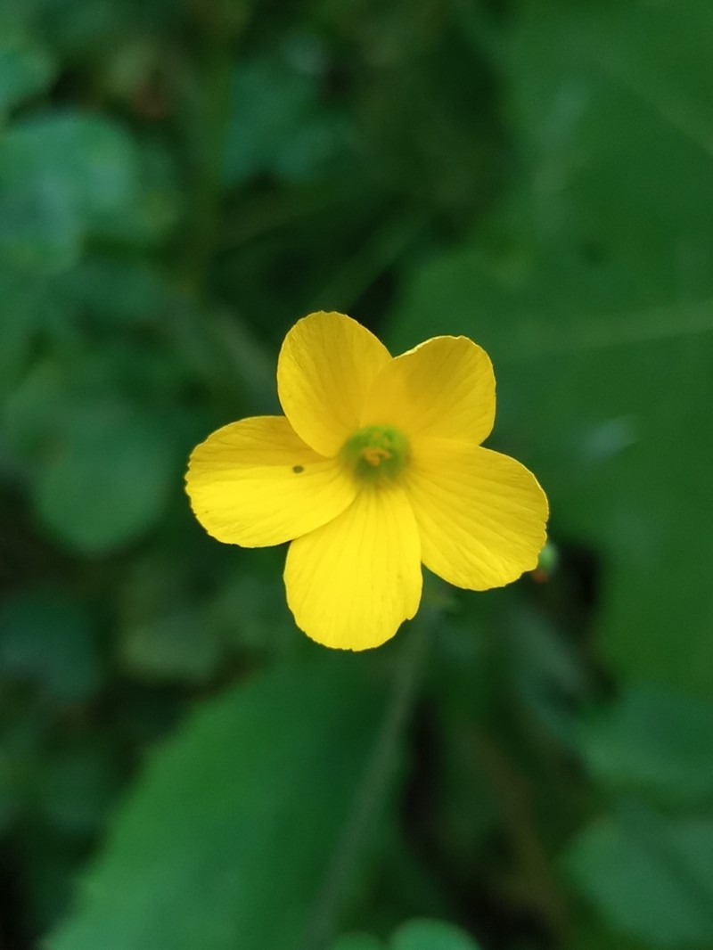 Oxalis niederleinii photo 3