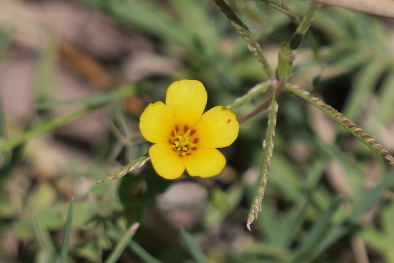 Oxalis niederleinii photo 4