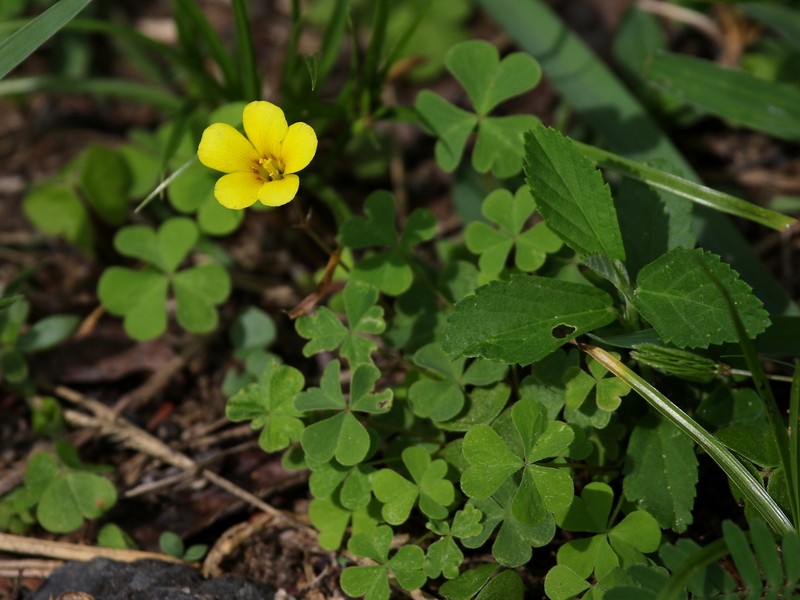 Oxalis niederleinii photo 5
