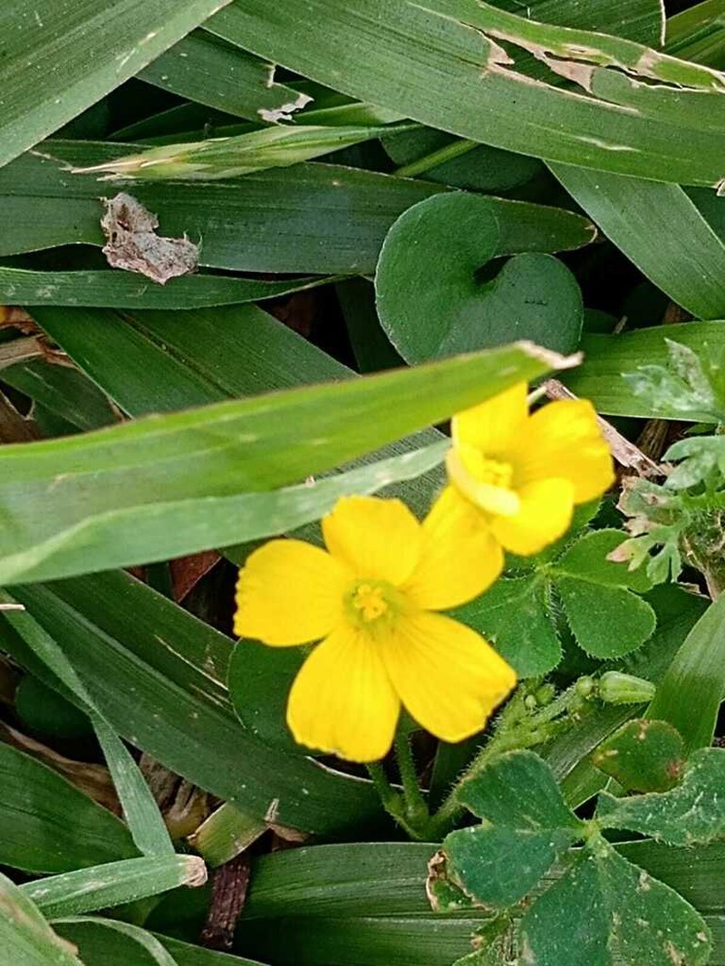 Oxalis niederleinii photo 6