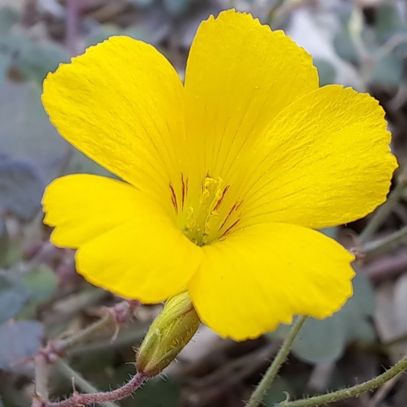 Oxalis niederleinii photo 7